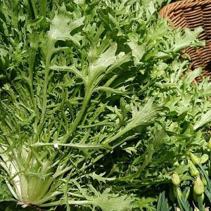 Салатные растения