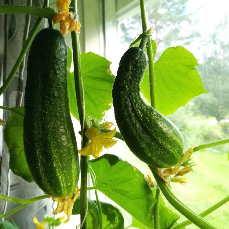 Выращиваем огурцы на подоконнике