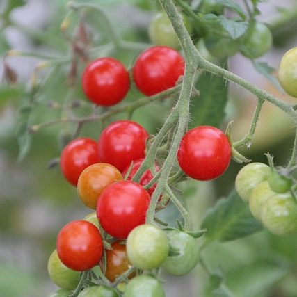 21 лучших и 7 худших растений-компаньонов для томатов