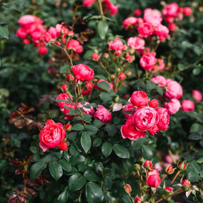 Осенняя обрезка цветов