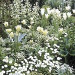 белый цветник