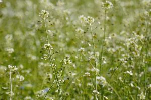 Пастушья сумка