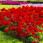 Цветник в багряных тонах