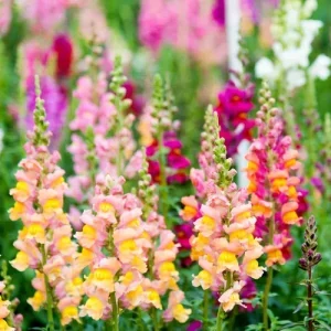 Осенняя обрезка цветов