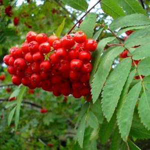 Посадка рябины