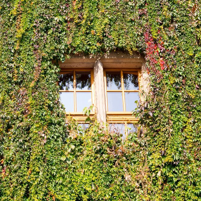 Лианы в саду, часть I