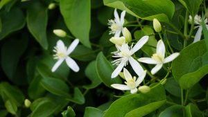 Clematis terniflora