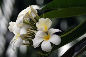Плюмерия