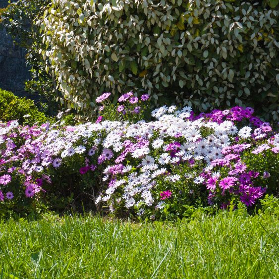 Советы ленивым цветоводам