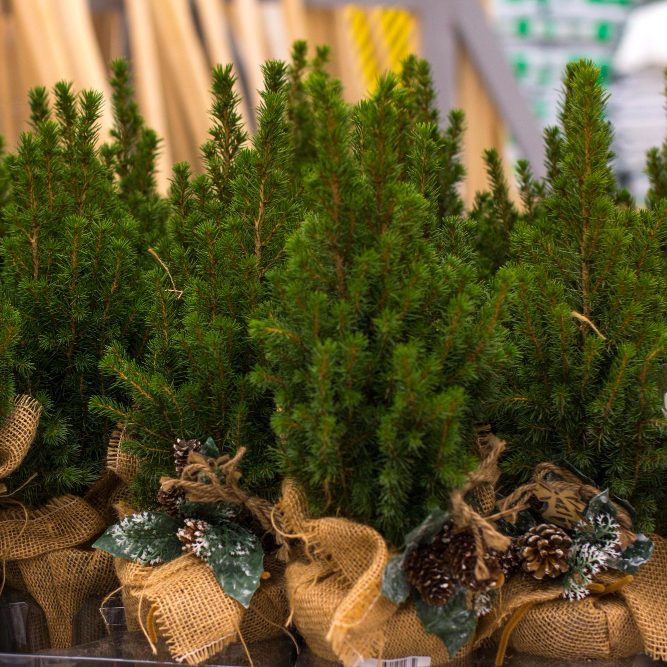 Шесть советов о том, как сохранить красоту рождественской ёлки