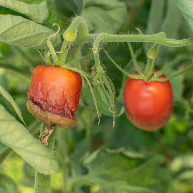 Неинфекционные болезни растений