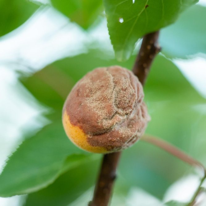 Болезни и вредители абрикоса