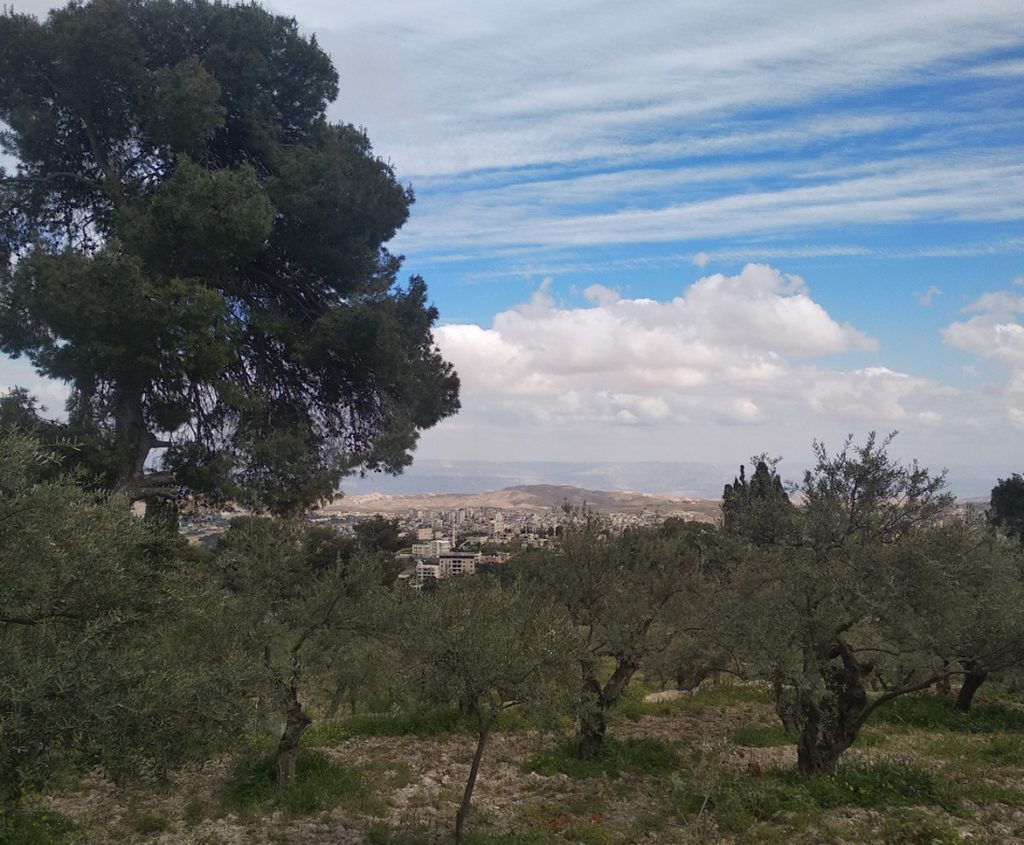 Маслины на горе Елеон