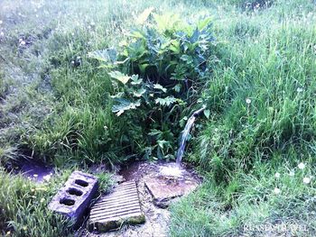 Cвятой источник преподобномучеников Аркадия и Константина Шамарских (Платоново)