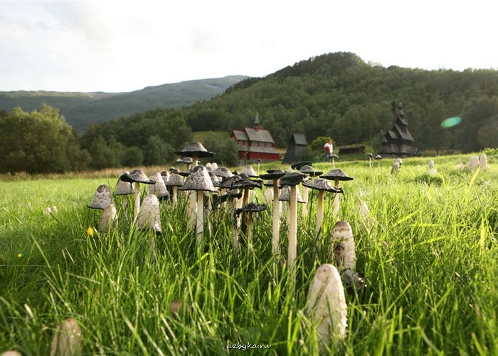 Из дневника священника