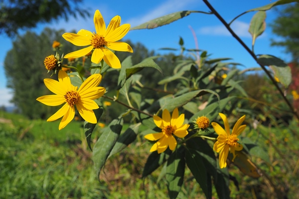 jerusalem artichoke or tuberous sunflower or ground pear helianthus tuberosus is a species of perennial herbaceous tuberous plants of the genus sunflower of the asteraceae family yellow flowers - Консервированный топинамбур