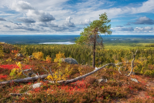 mystical mountain vottovaara in karelia during the golden autumn russian northern landscape - Варенье из костяники