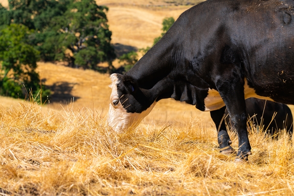 black cow with white head pasturing in dry grassland perfect for space - Библия о пище