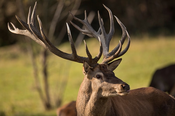 red deer in the nature habitat during the deer rut european wildlife - Библия о пище