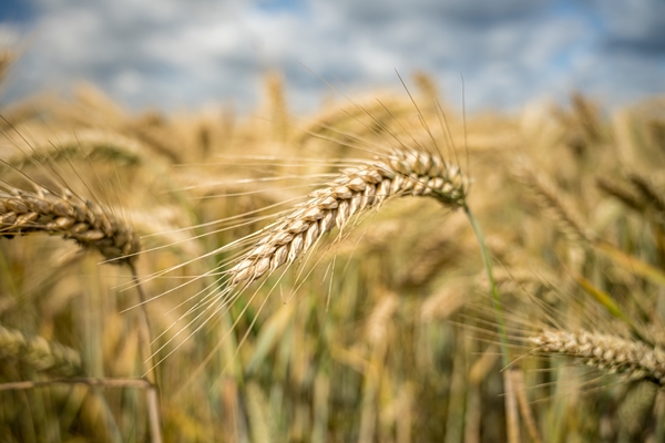 selective focus shot of barley plants behind the field - Библия о пище