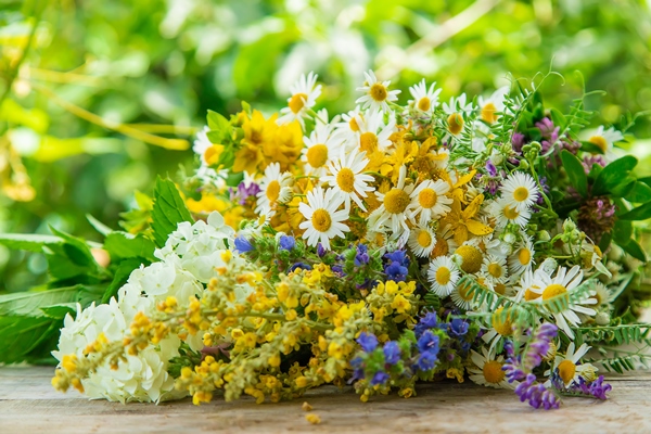 medicinal herbs on a wooden table with blurred vegetation background - Чай по-соловецки