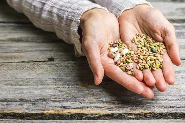 closeup shot of female hands holding mixed beans - Суп картофельный с бобовыми