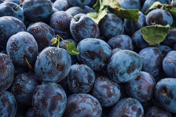 prunes with several leaves in water drops closeup selective focus shallow depth of fieldphoto of food ripe fruit plum harvesting prunes in autumn ecoproducts from the farm fruit product image - Квас сливовый