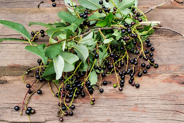 ripe berries bird cherry on the branches - Квас из ягод черёмухи