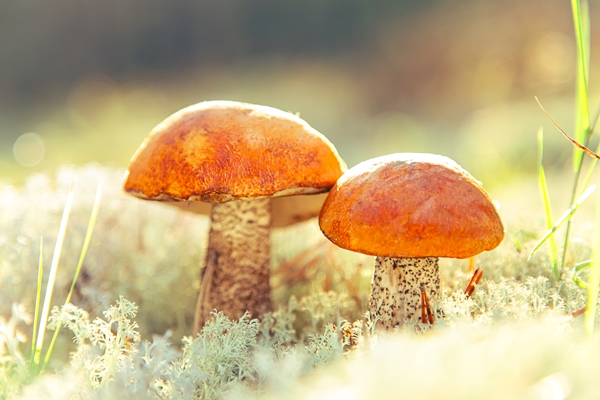 two aspen mushrooms in reindeer moss closeup orangecap boletus forest edible mushroom natural background selective focus - Замороженные подосиновики