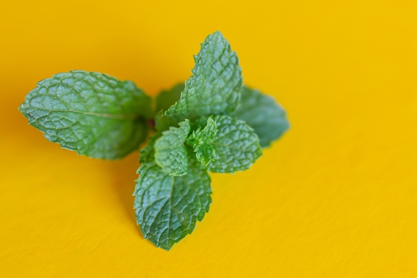 peppermint placed on a yellow background - Холодный чай с апельсинами