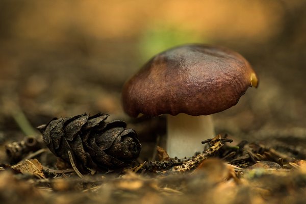 mason unrau hxhscwisq10 unsplash - Макароны в томате с ветчиной и грибами