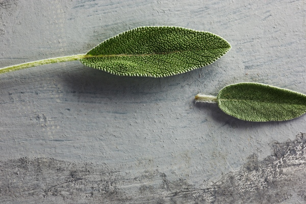 fresh organic sage leaf over gray table - Монастырская кухня: суп-пюре морковно-тыквенный, овощи-гриль, салат из красной фасоли с грибами и сухарями