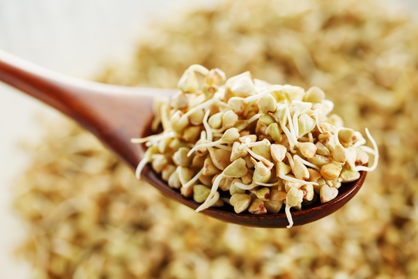 green germinated buckwheat on a wooden brown spoon - Как прорастить зелёную гречку для употребления в пищу