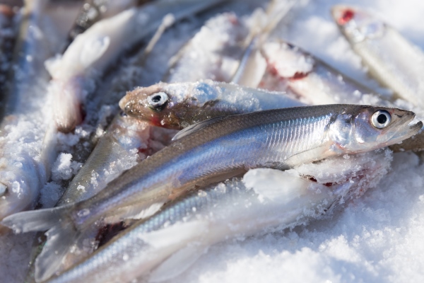 close up of fresh smelt delicious fish that smells of cucumber - Жареная корюшка