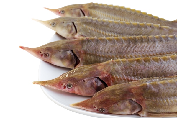 fish sterlet closeup lying on a white plate isolated on a white fresh fish for cooking - Сациви постное из отварной рыбы