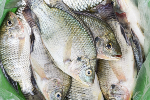 fresh tilapia fish freshwater for cooking food raw tilapia from farm - Котлеты рыбные "Монастырские"