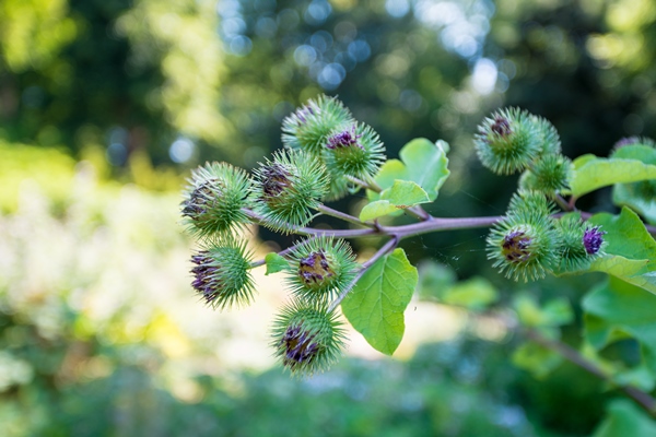 medicinal plantation burdock arctium lappa - Повидло из лопуха без сахара