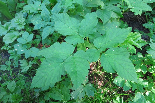 plant goutweedglagueaiseweed green background in the forest 2 1 - Омлет со снытью