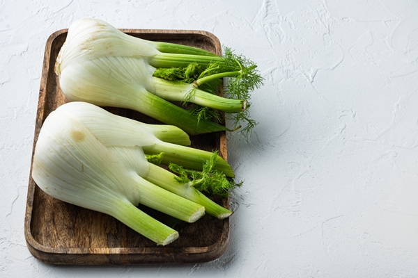 fresh organic fennels on white textured background - Глостерский соус (английская кухня)