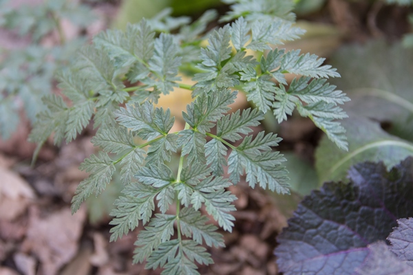 Как отличить сныть от других зонтичных растений detail of a dangerous hemlock leaf that grew in the organic garden - Как отличить сныть от других зонтичных растений