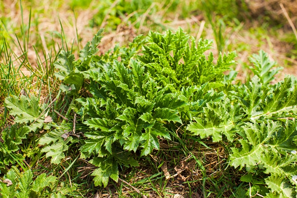 Как отличить сныть от других зонтичных растений fresh green spring cow parsnip leaves grow near the river - Как отличить сныть от других зонтичных растений