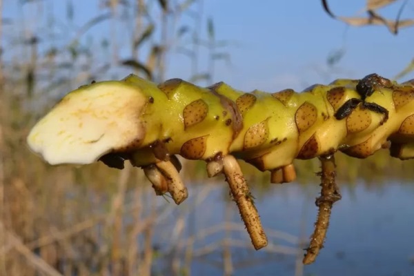 Хлеб из корневищ кувшинки белой 2022 05 14 001 - Хлеб из корневищ кувшинки белой