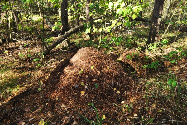 forest landscape large anthill on a background of green grass and trees shadow from trees on the ground - Рецепты выживания в лесу