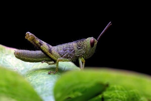 Рецепты выживания в лесу grasshopper closeup on green leaves grasshopper closeup with black background - Рецепты выживания в лесу