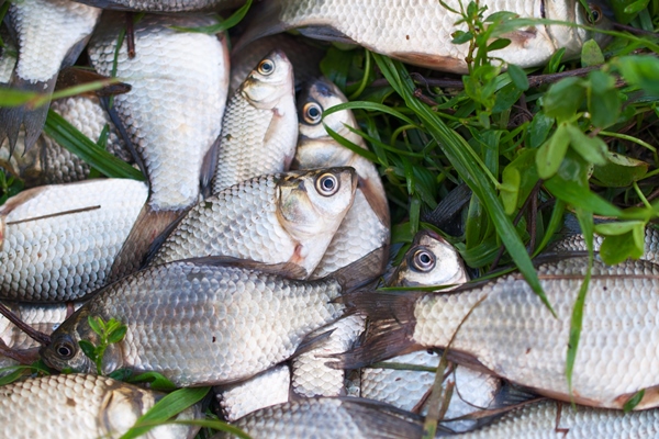 Рецепты выживания в лесу small river fish lies on the green grass - Рецепты выживания в лесу