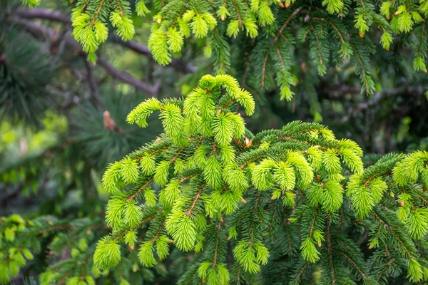 Ленинградский витаминный чай young branches grew from spruce in summer - Ленинградский витаминный чай