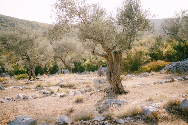 an old olive tree in a multistorey grove on a hillside among the stones filled with warm sunset - Оливки и маслины: в чём разница
