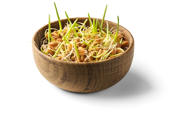 Углеводная питательность рациона whole wheat sprouts germinated wheat seeds in wooden bowl isolated on white background - Углеводная питательность рациона