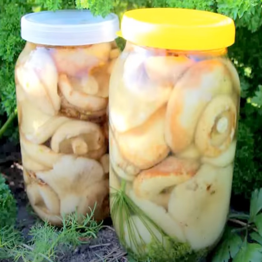 Солёные грузди Солёные грузди