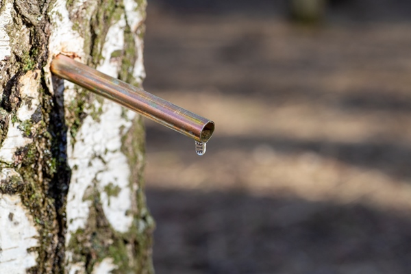 birch sap drops in a springtime birch juice or water in a forest - Правила и сроки сбора берёзового сока